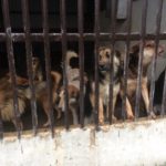 Akcja charytatywna na rzecz schroniska dla zwierząt