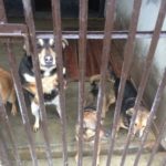 Akcja charytatywna na rzecz schroniska dla zwierząt