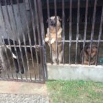 Akcja charytatywna na rzecz schroniska dla zwierząt